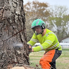 Large-Pine-and-Maple-Tree-Removal-Around-Power-Lines 6